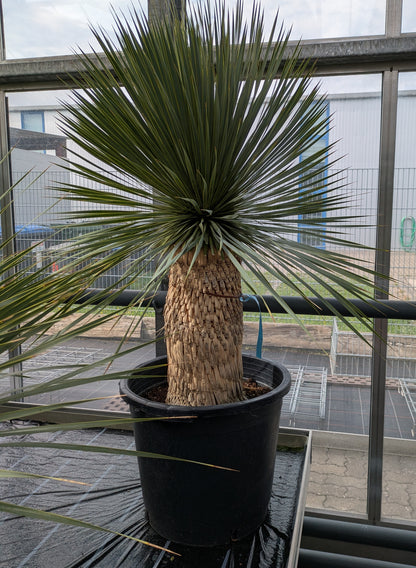 Yucca Rostrata 125cm im Gewächshaus