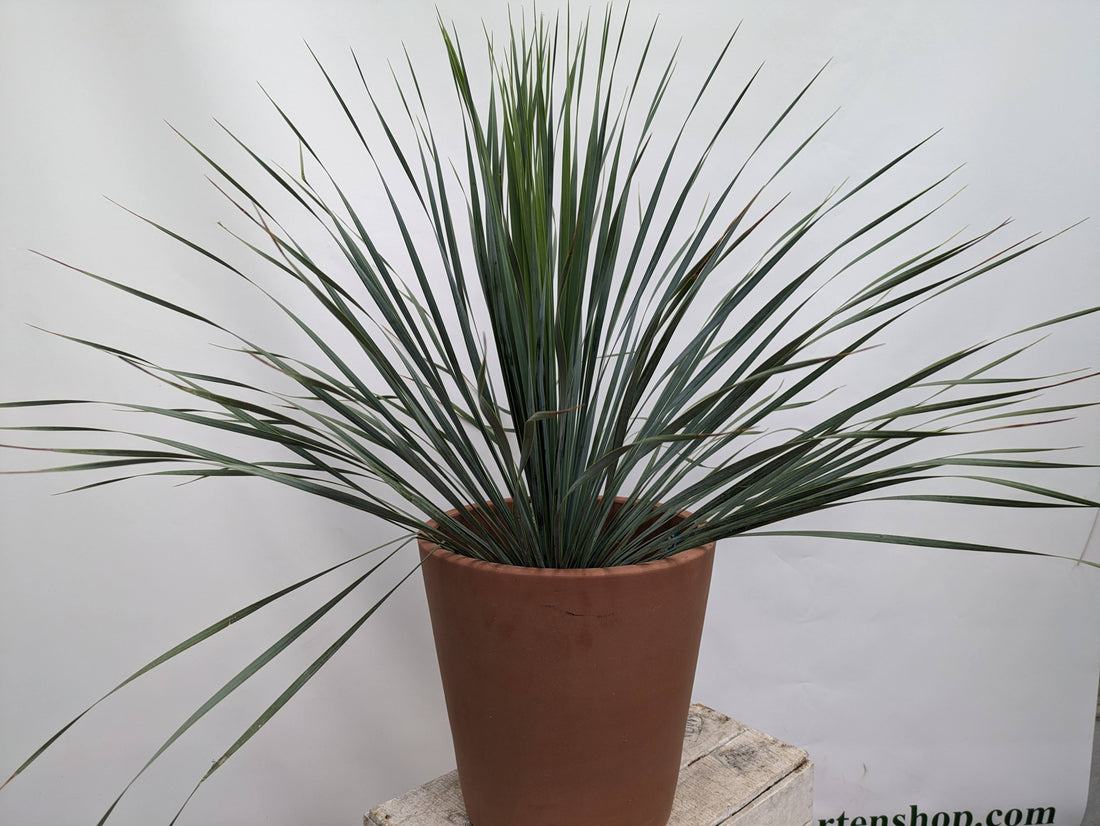 yucca rostrata 90cm