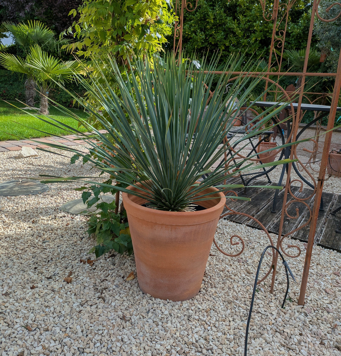 Yucca Rostrata im Übertopf