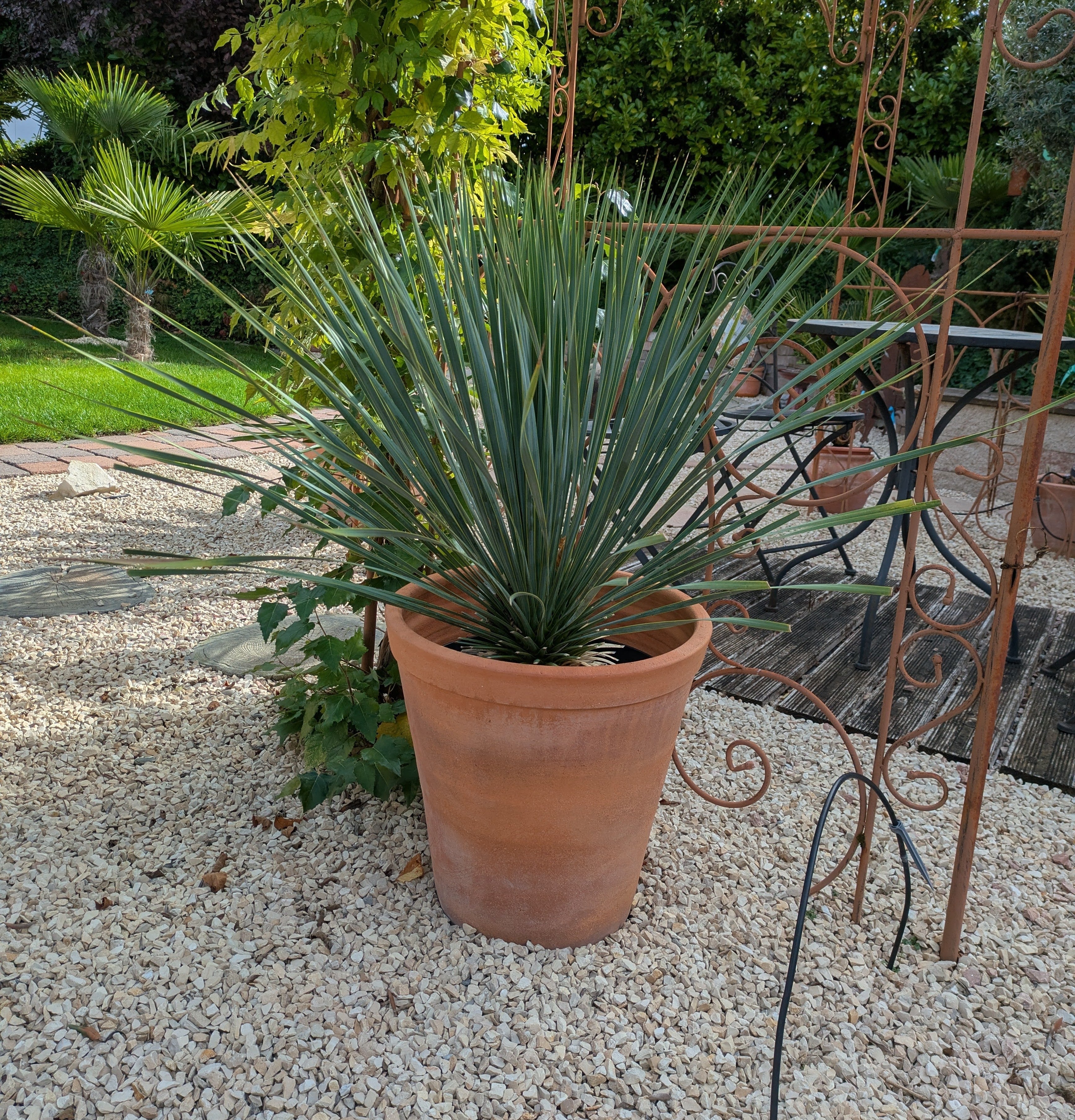 Yucca Rostrata im Toskanagarten
