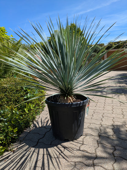 Yucca rostrata 9 jahre alt im Toskanagarten Lingenfeld