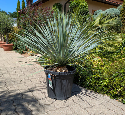 Yucca rostrata 9 jahre alt