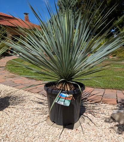 Yucca rostrata 9 jahre alt im Toskanagarten