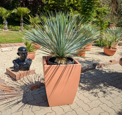 Yucca rostrata 9 jahre alt im Hochtopf