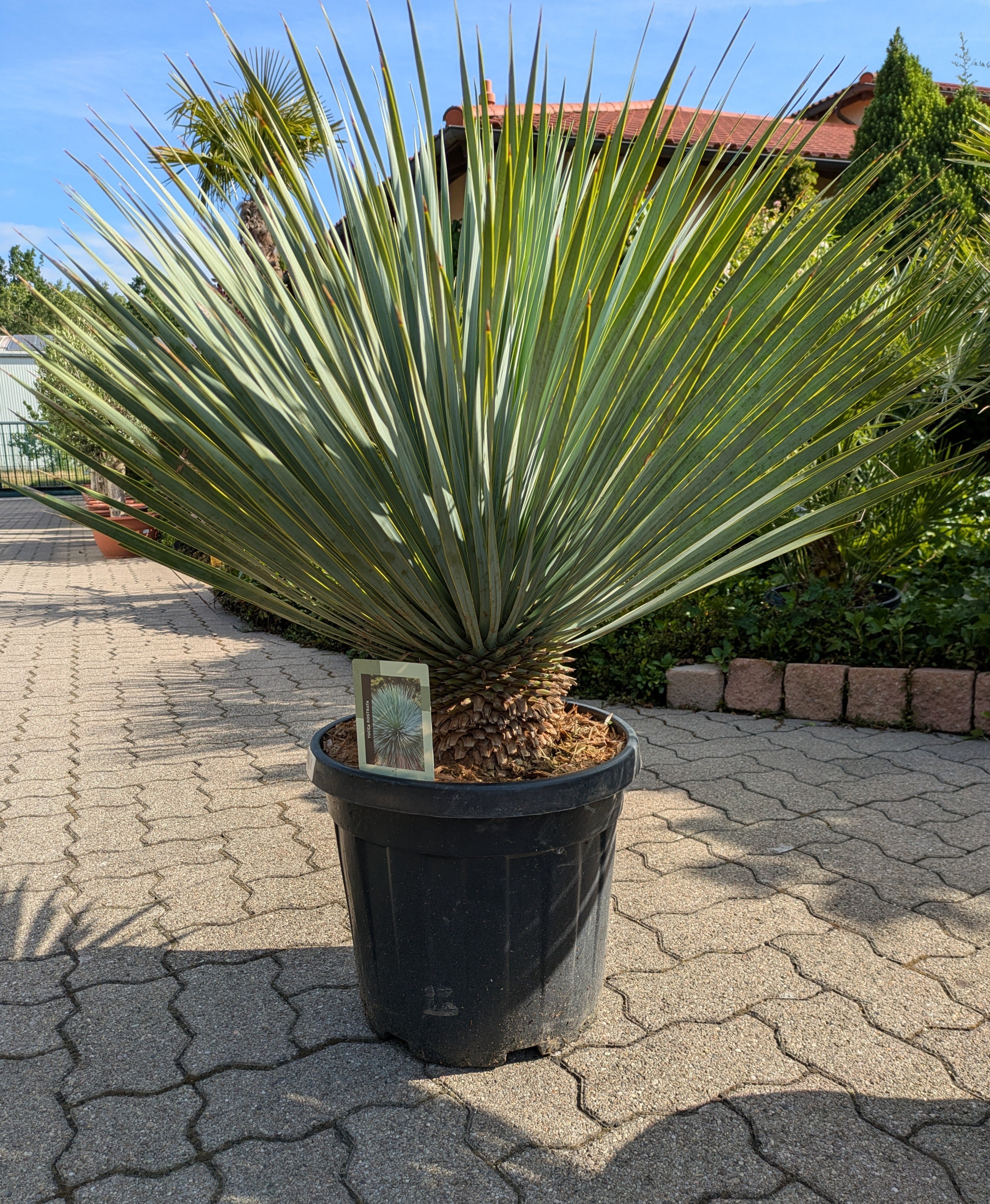Yucca rostrata 11 Jahre 