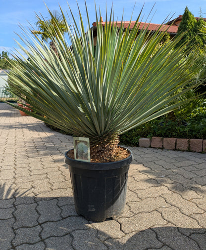 Yucca rostrata 11 Jahre 