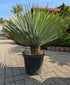 Yucca rostrata 11 Jahre 