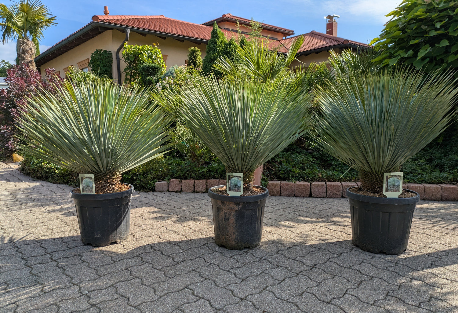3 Sück Yucca rostrata 11 Jahre  alt