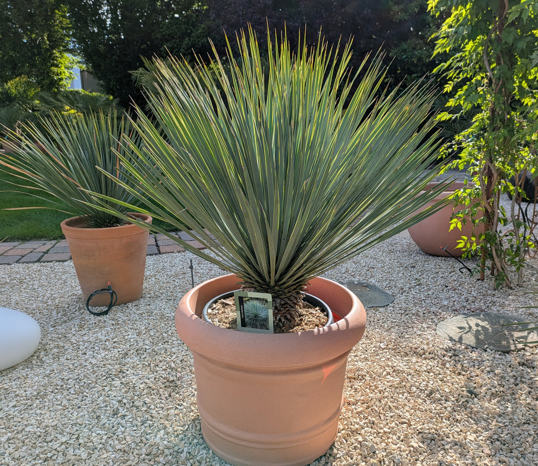 Yucca rostrata 11 Jahre  im Übertopf