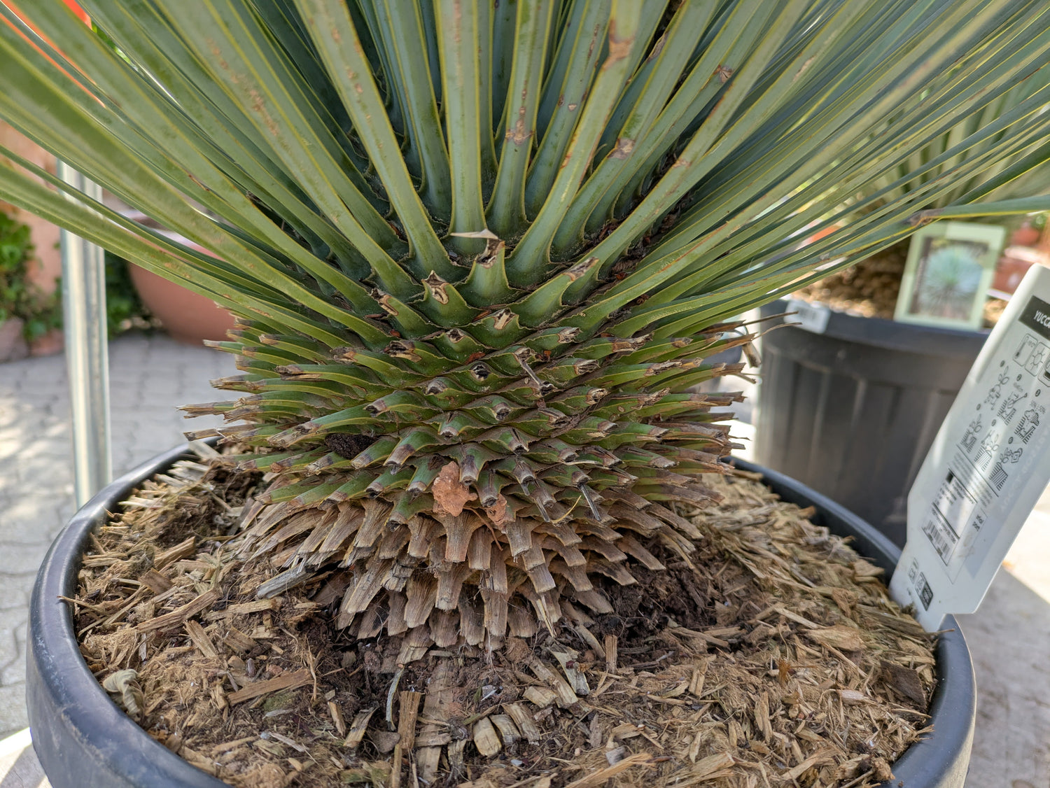 Stamm Yucca rostrata 11 Jahre   alt