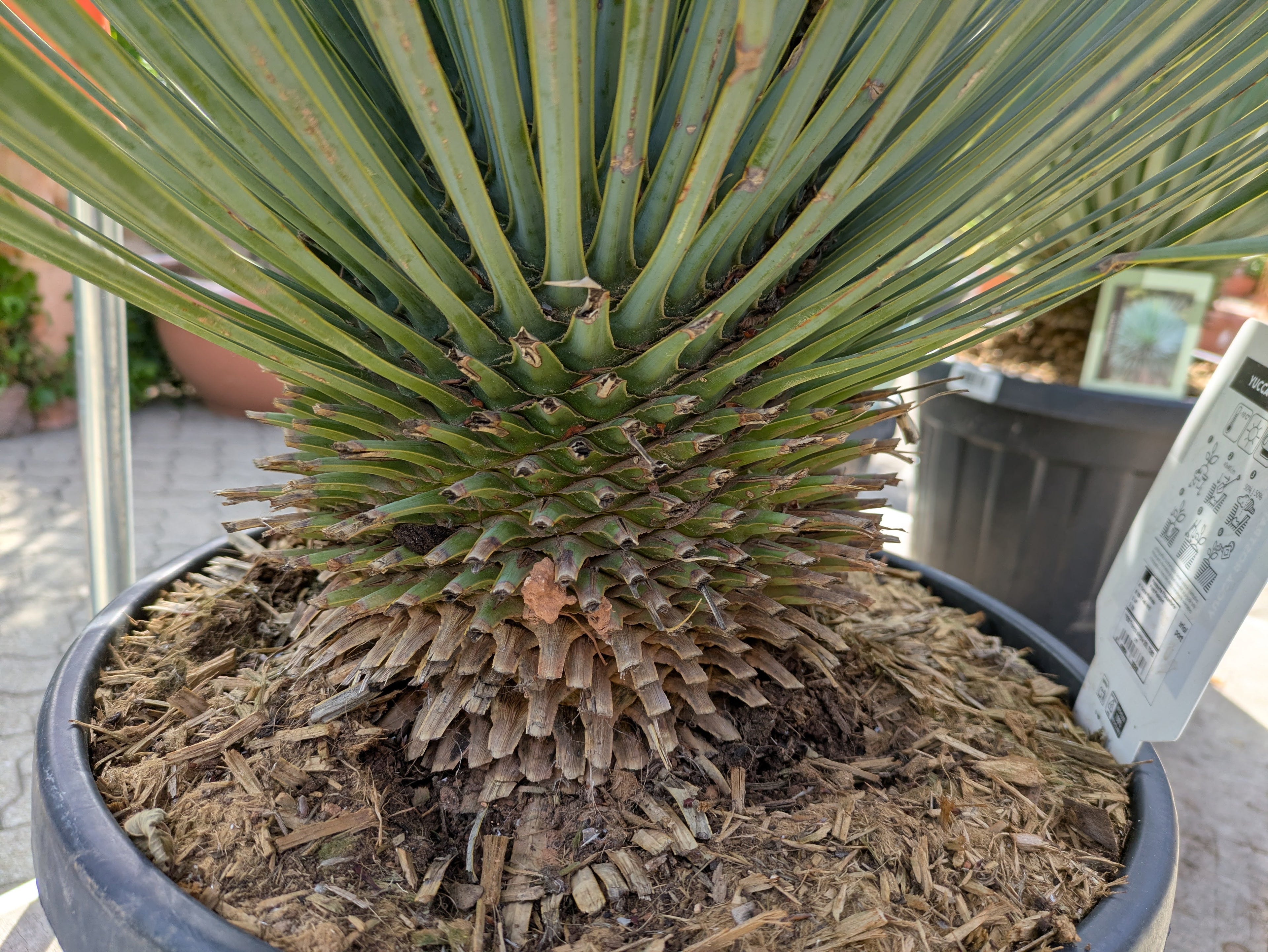 Stamm Yucca rostrata 11 Jahre   alt