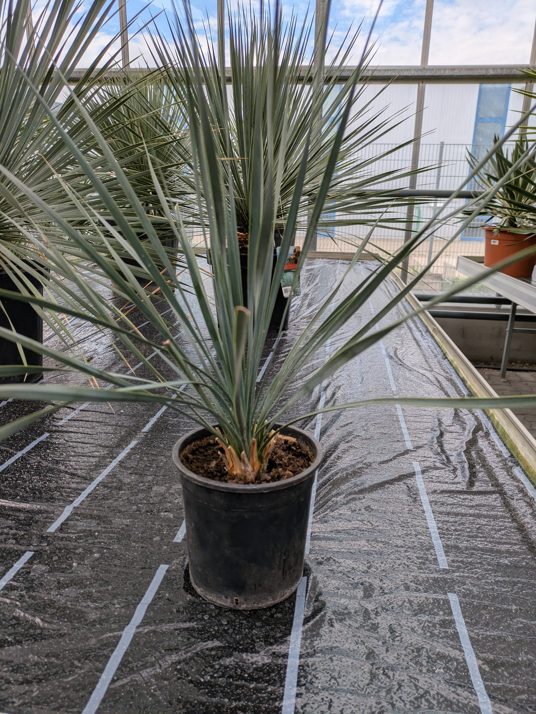 Yucca Rostrata klein im Gewächshaus