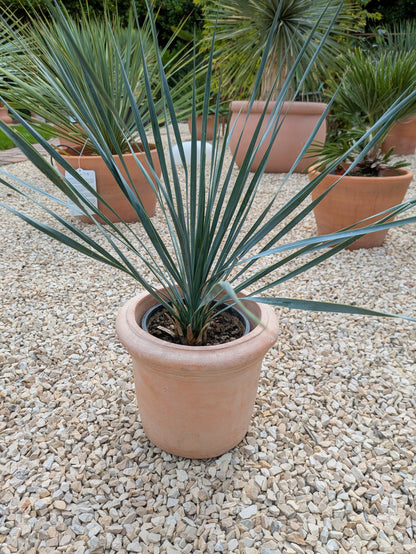 Yucca Rostrata klein im Toskanagarten Lingenfeld