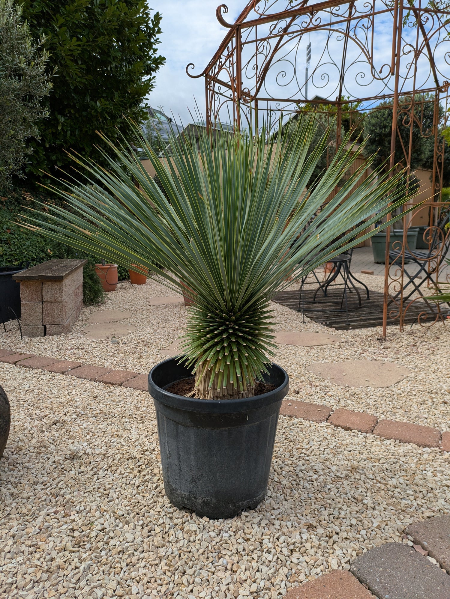 Yucca rostrata 14 Jahre  alt im Toskanagarten
