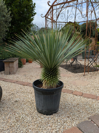 Yucca rostrata 14 Jahre  alt im Toskanagarten