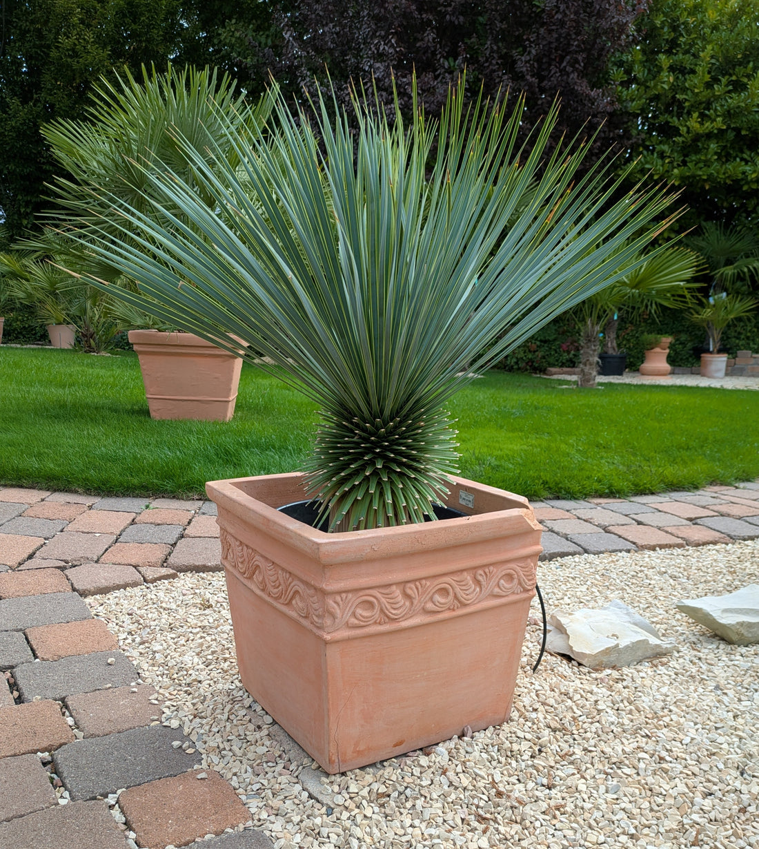 Yucca rostrata 14 Jahre  alt