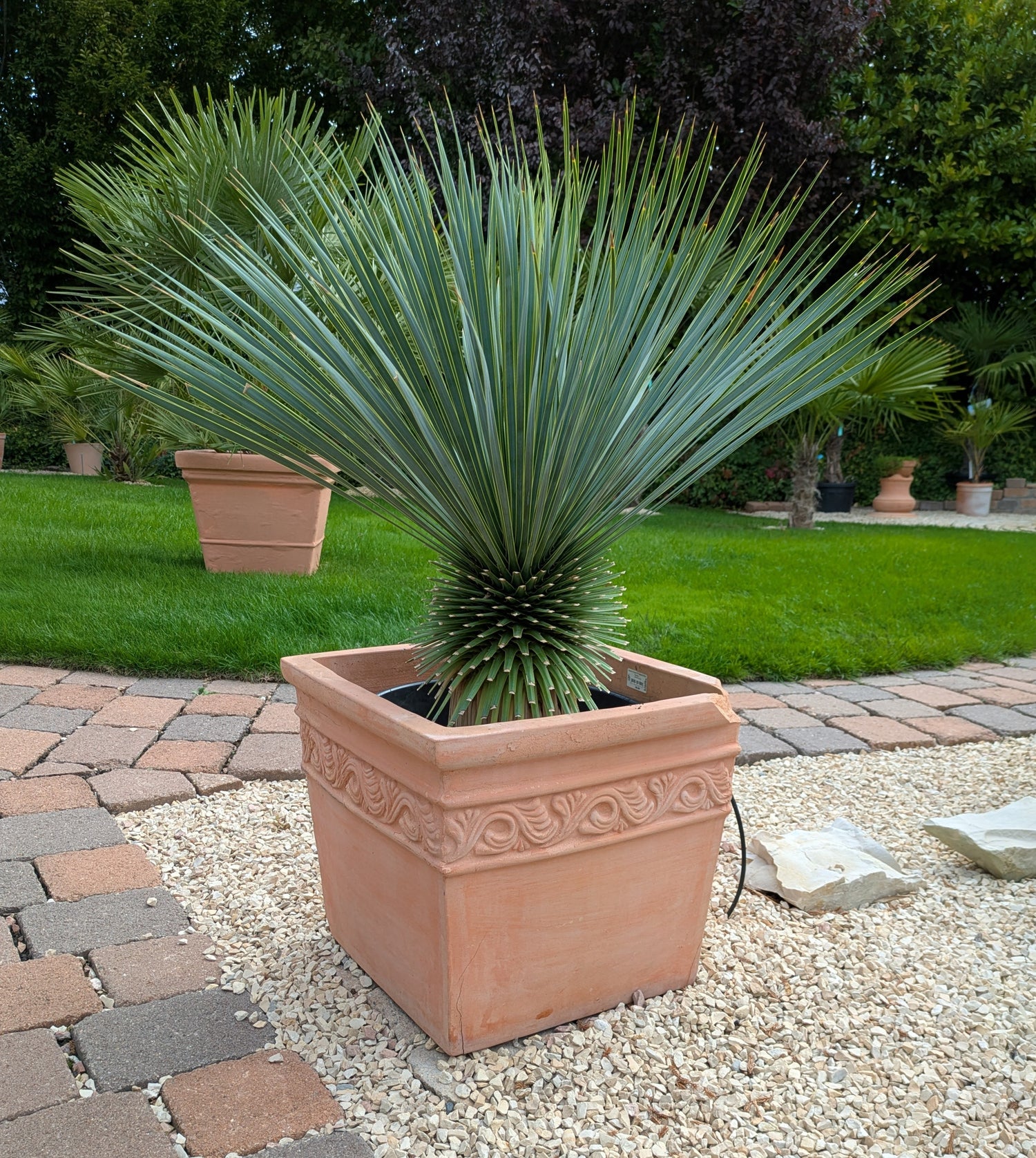 Yucca rostrata 14 Jahre  alt