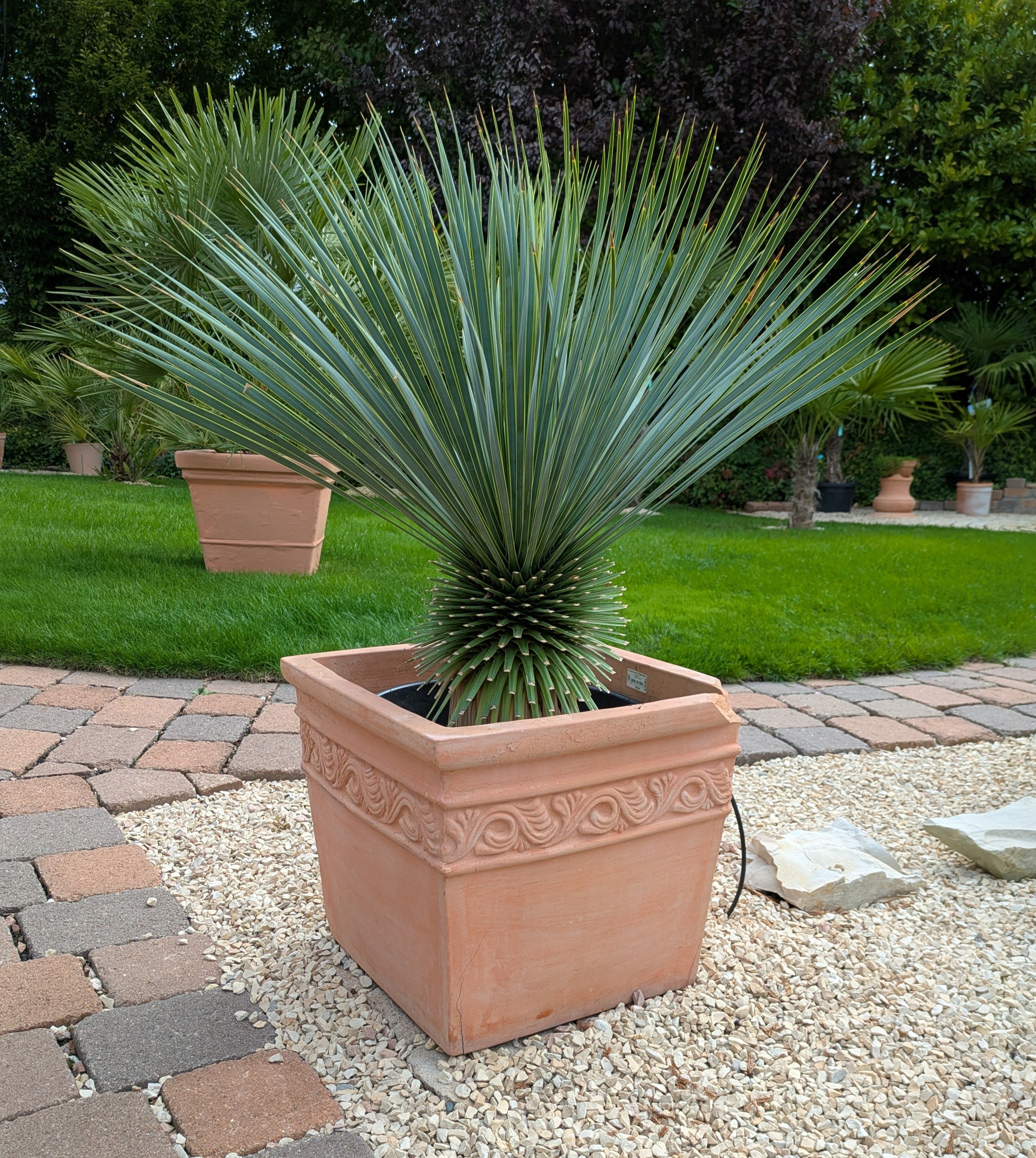 Yucca rostrata 14 Jahre  alt
