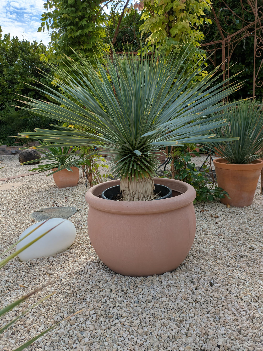 yucca rostrata 15 jährig