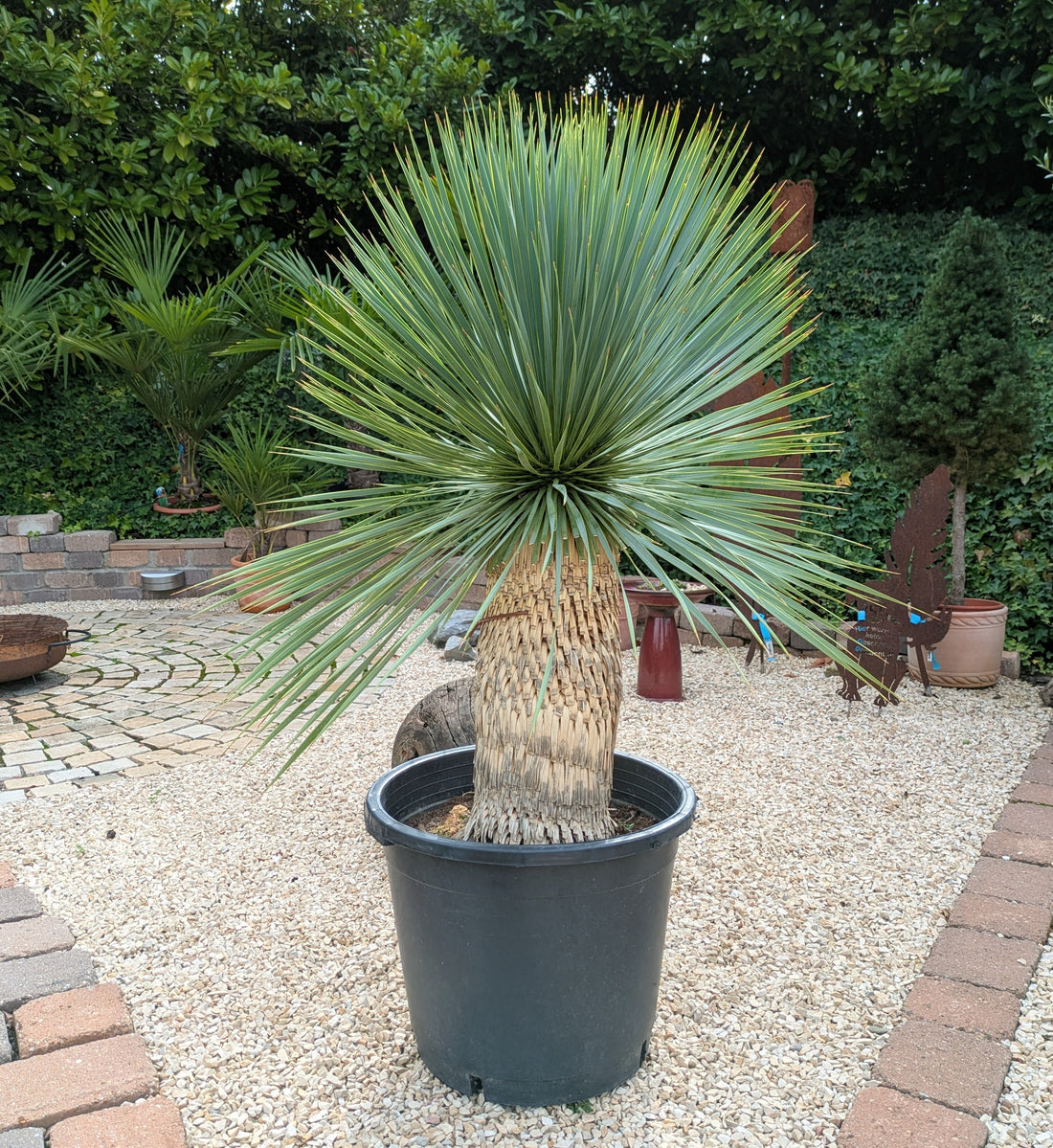 Yucca Rostrata 125cm im Schaugarten