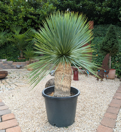 Yucca Rostrata 125cm im Schaugarten