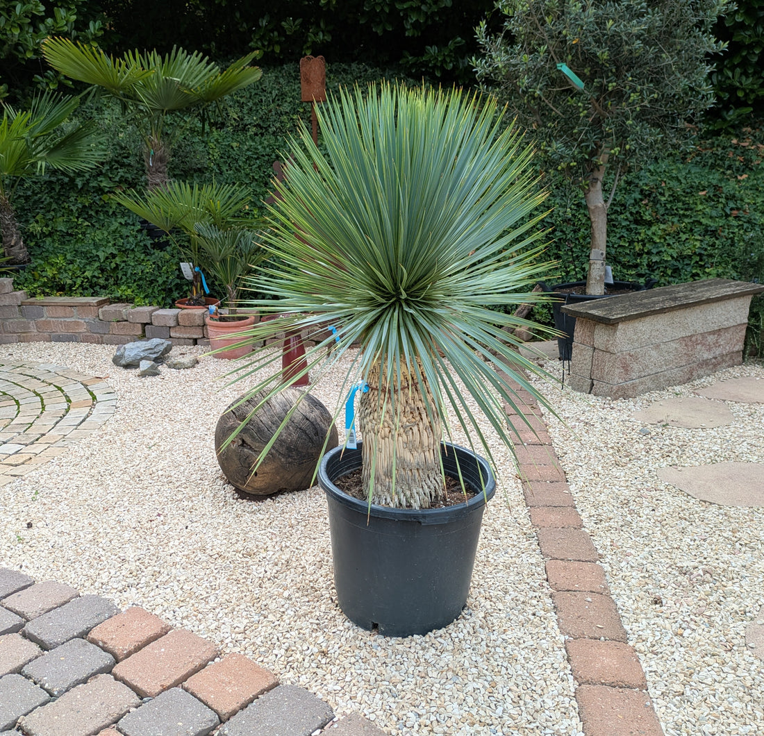 Yucca Rostrata 125cm im Toskanagarten