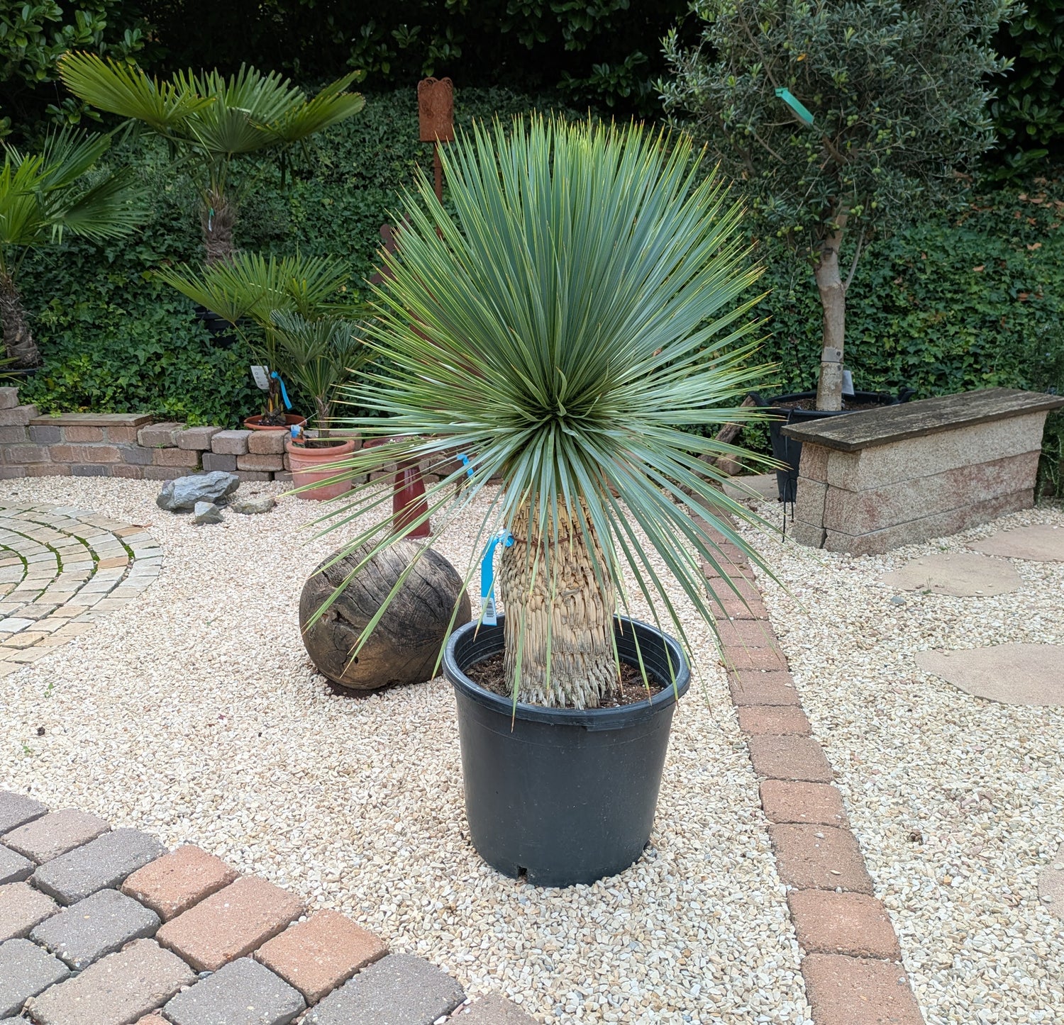 Yucca Rostrata 125cm im Toskanagarten