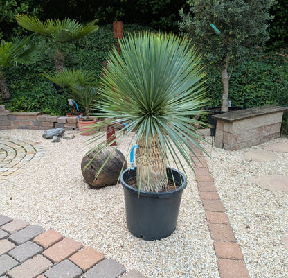 Yucca Rostrata 125cm im Toskanagarten