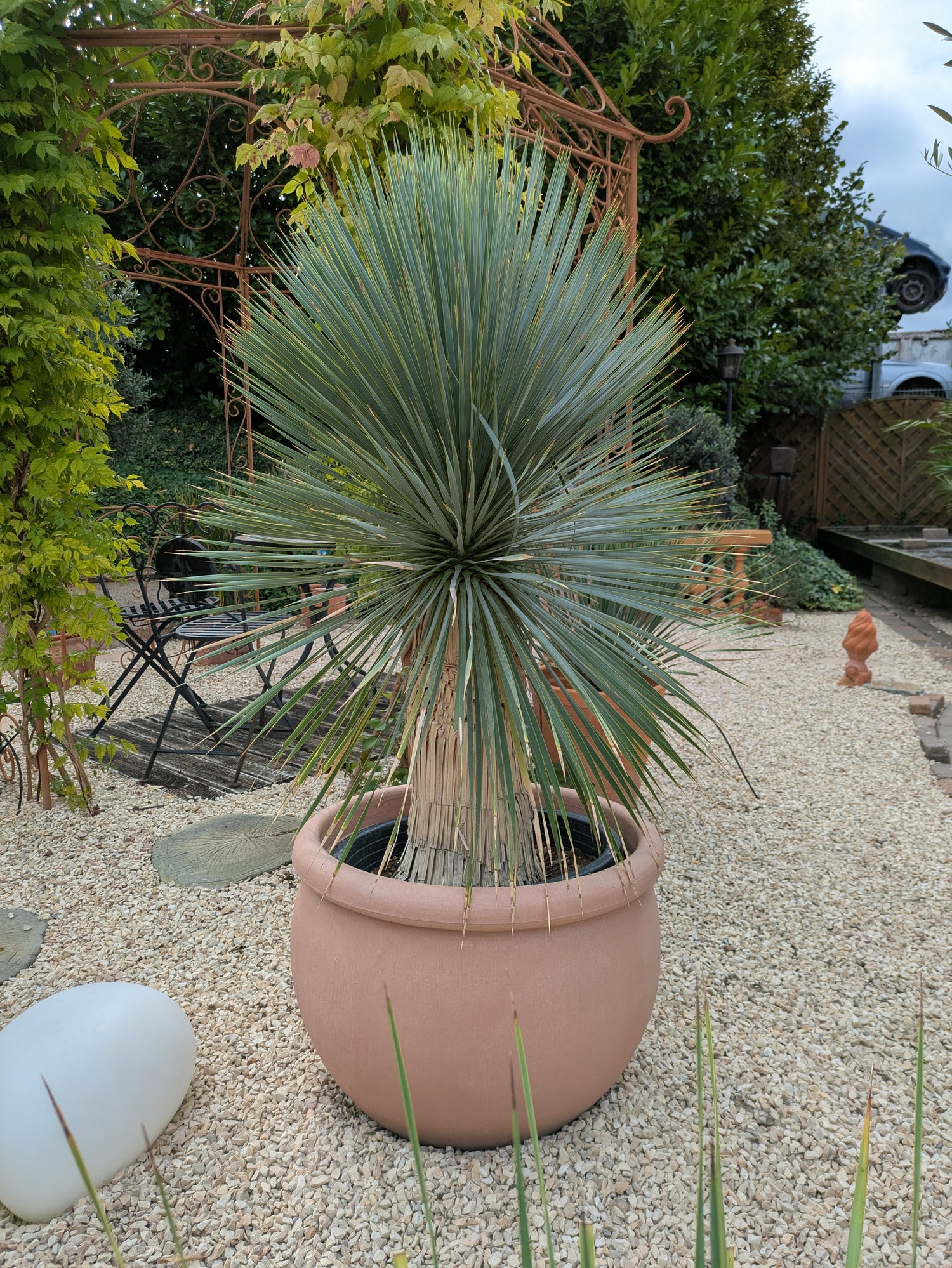 Rostrata 145 cm Höhe im Toskanagarten