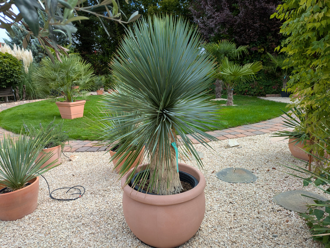 Rostrata 145 cm Höhe im Toskanagarten Lingenfeld