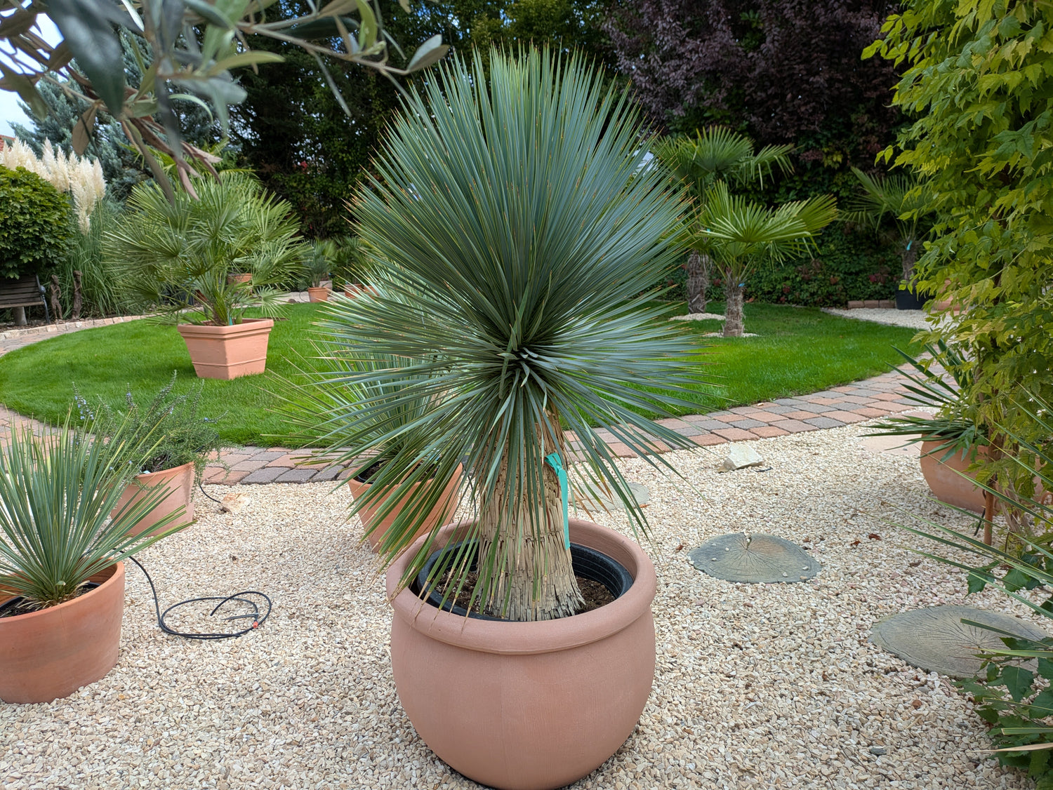 Rostrata 145 cm Höhe im Toskanagarten Lingenfeld