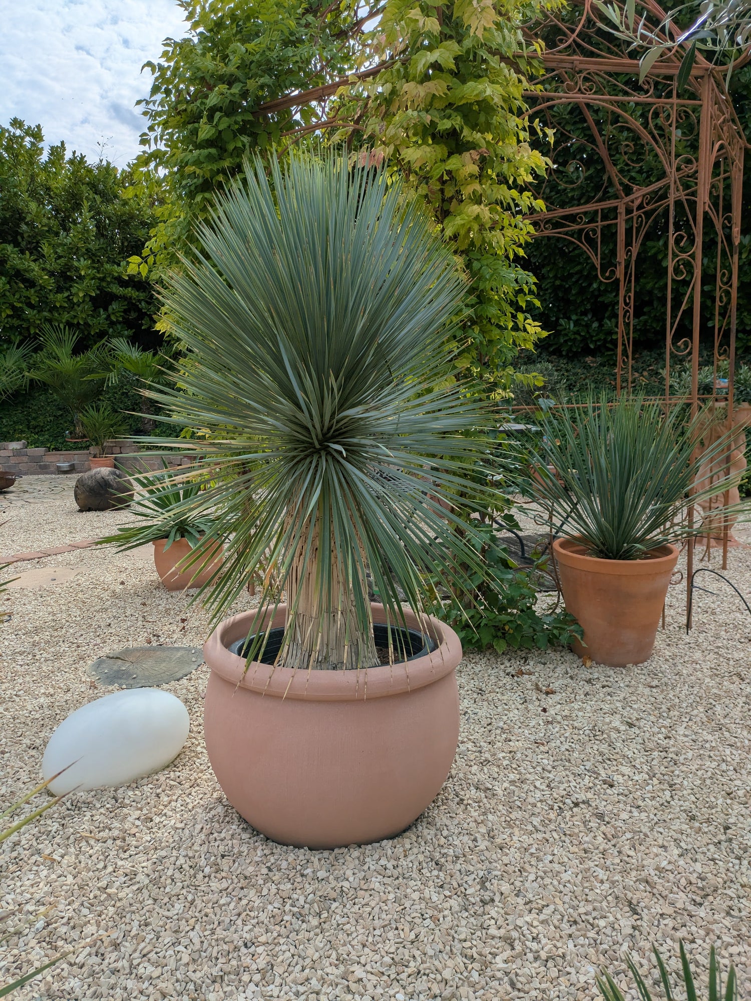Rostrata 145 cm Höhe