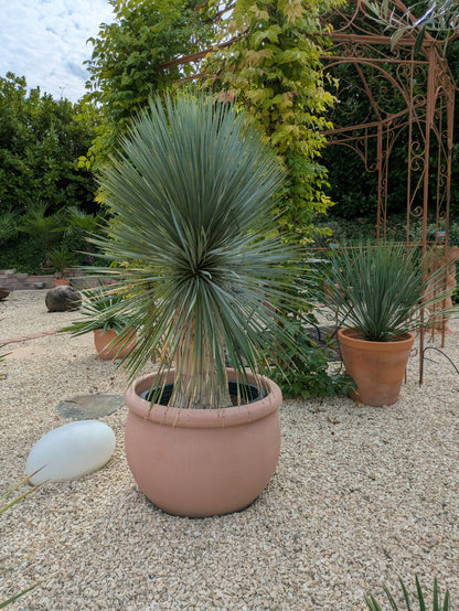 Rostrata 145 cm Höhe
