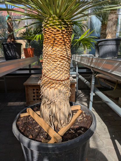 Samm von Yucca Rostrata 30 Jahre alt