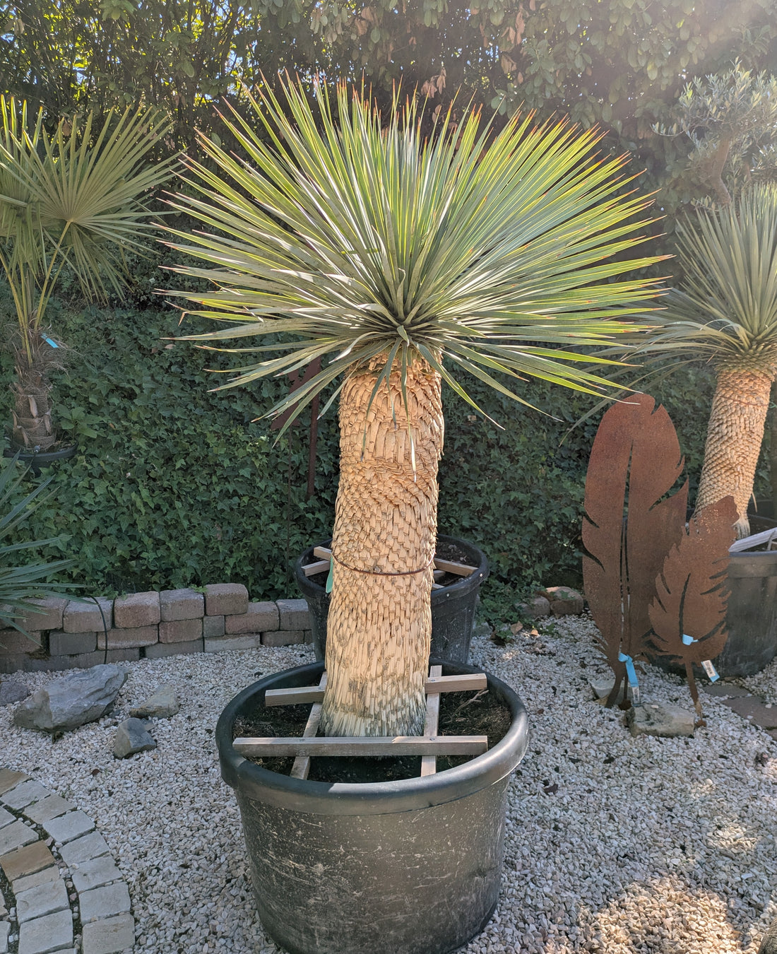 Yucca Rostrata 30 Jahre alt in er Gärtnerei Scherer Lingenfeld