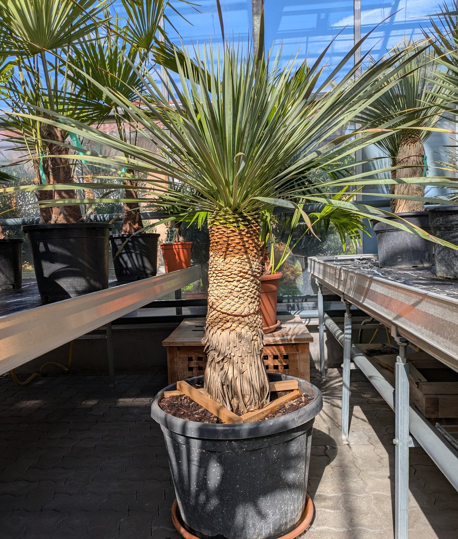 Yucca Rostrata 30 Jahre alt