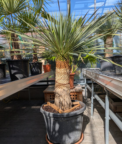 Yucca Rostrata 30 Jahre alt