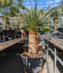 Yucca Rostrata 30 Jahre alt