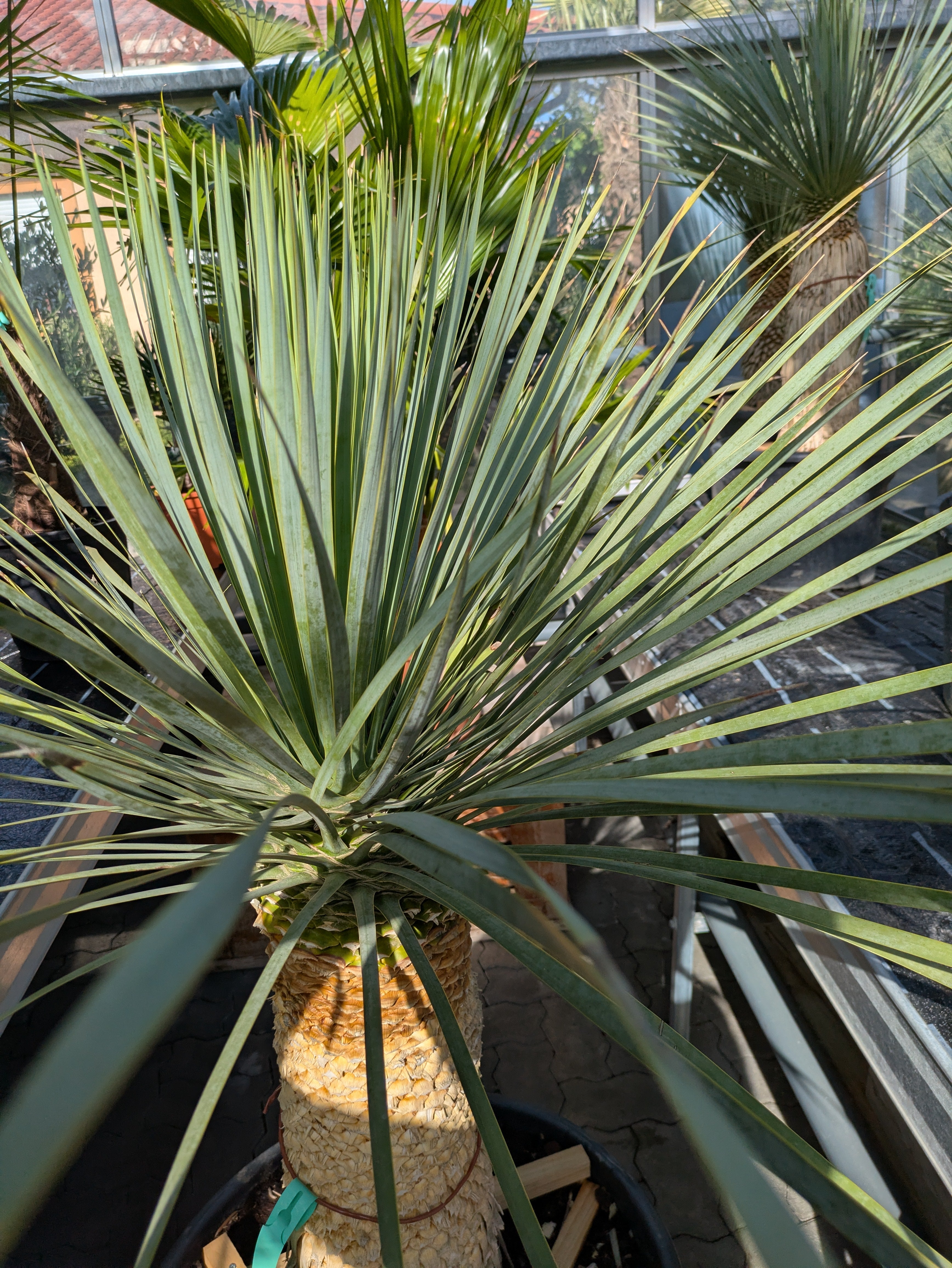 Yucca Rostrata 30 Jahre alt in er Gärtnerei Scherer