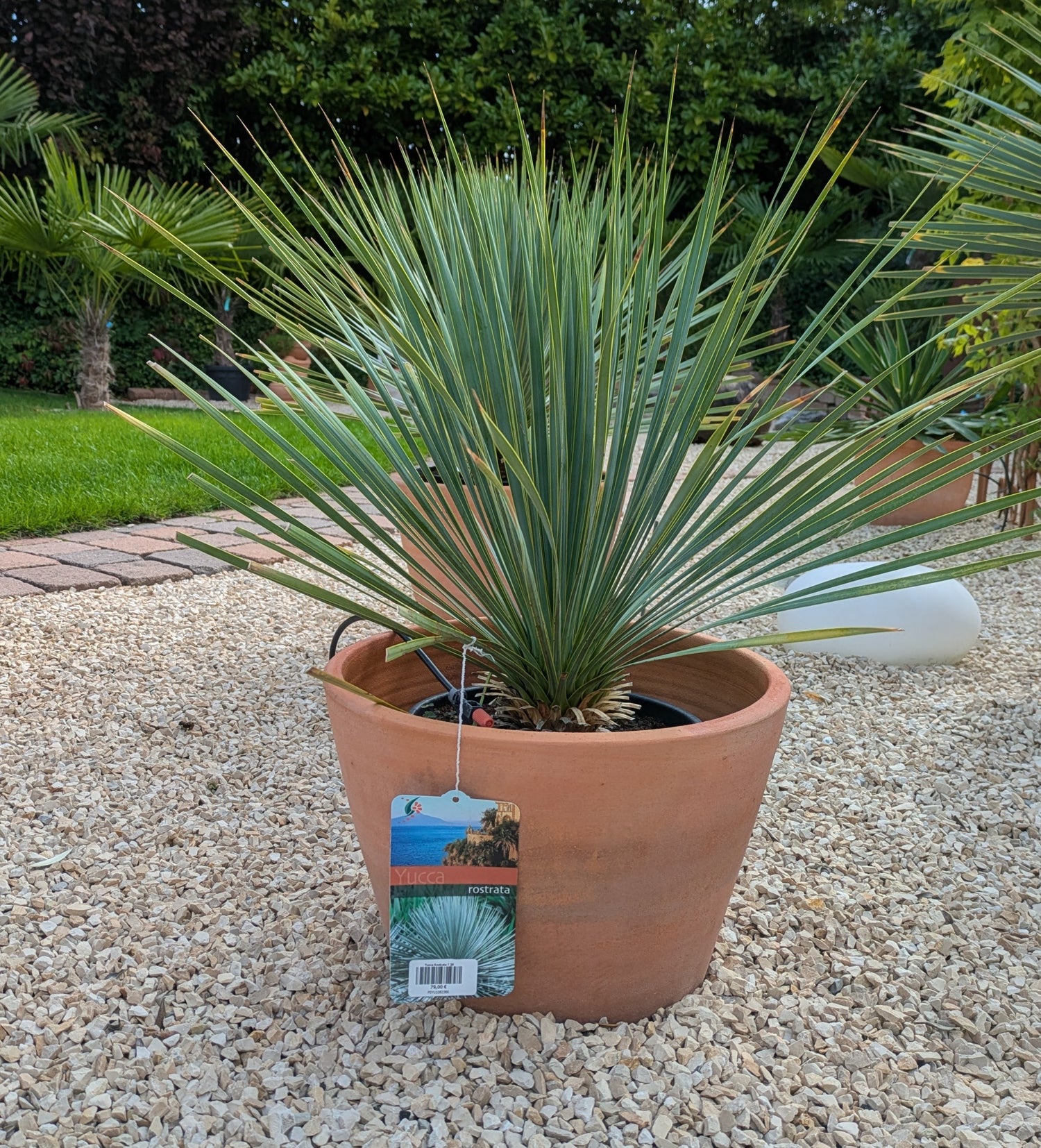Yucca Rostrata 75 cm  im Toskanagarten