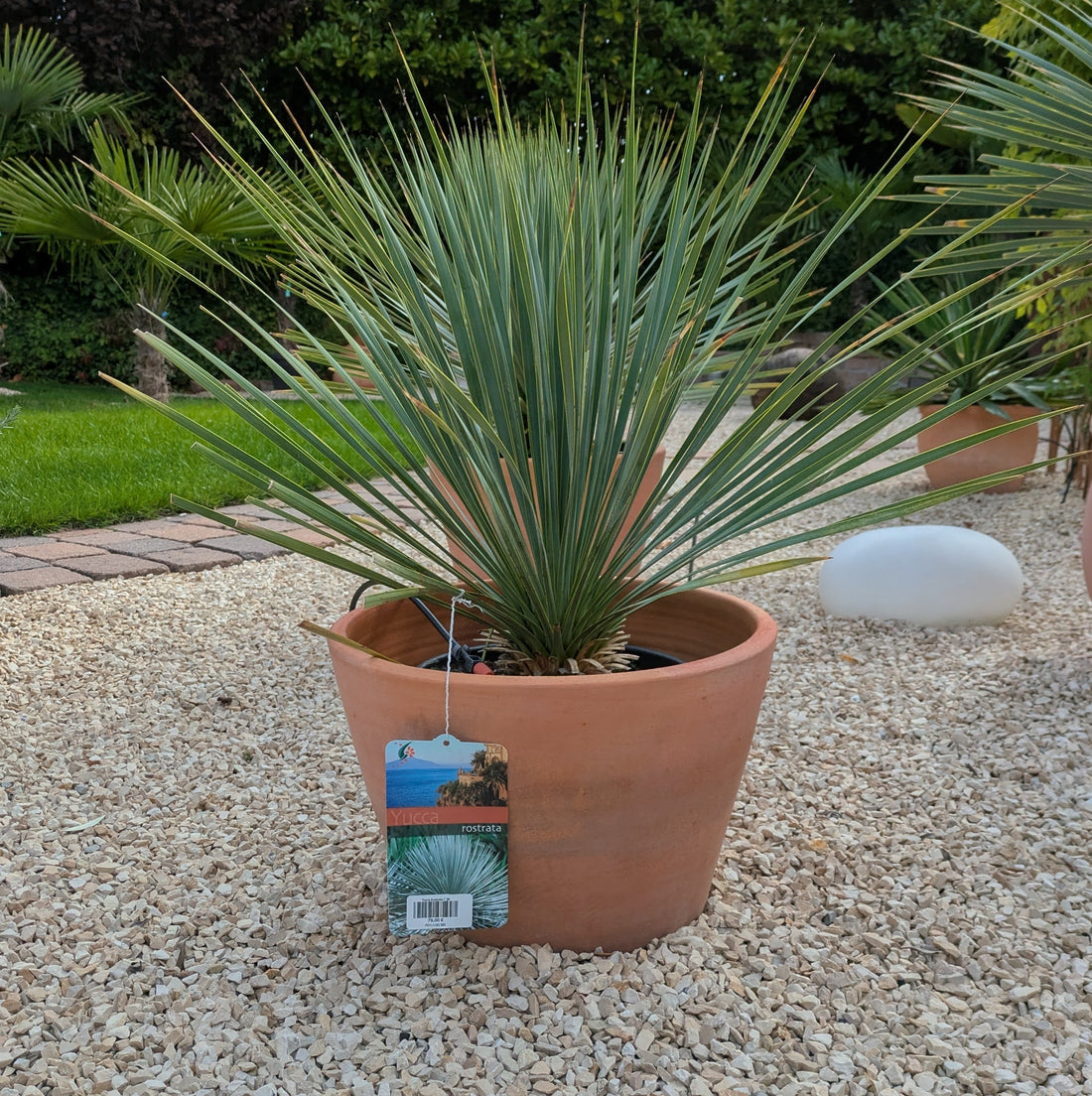 Yucca Rostrata 75 cm 