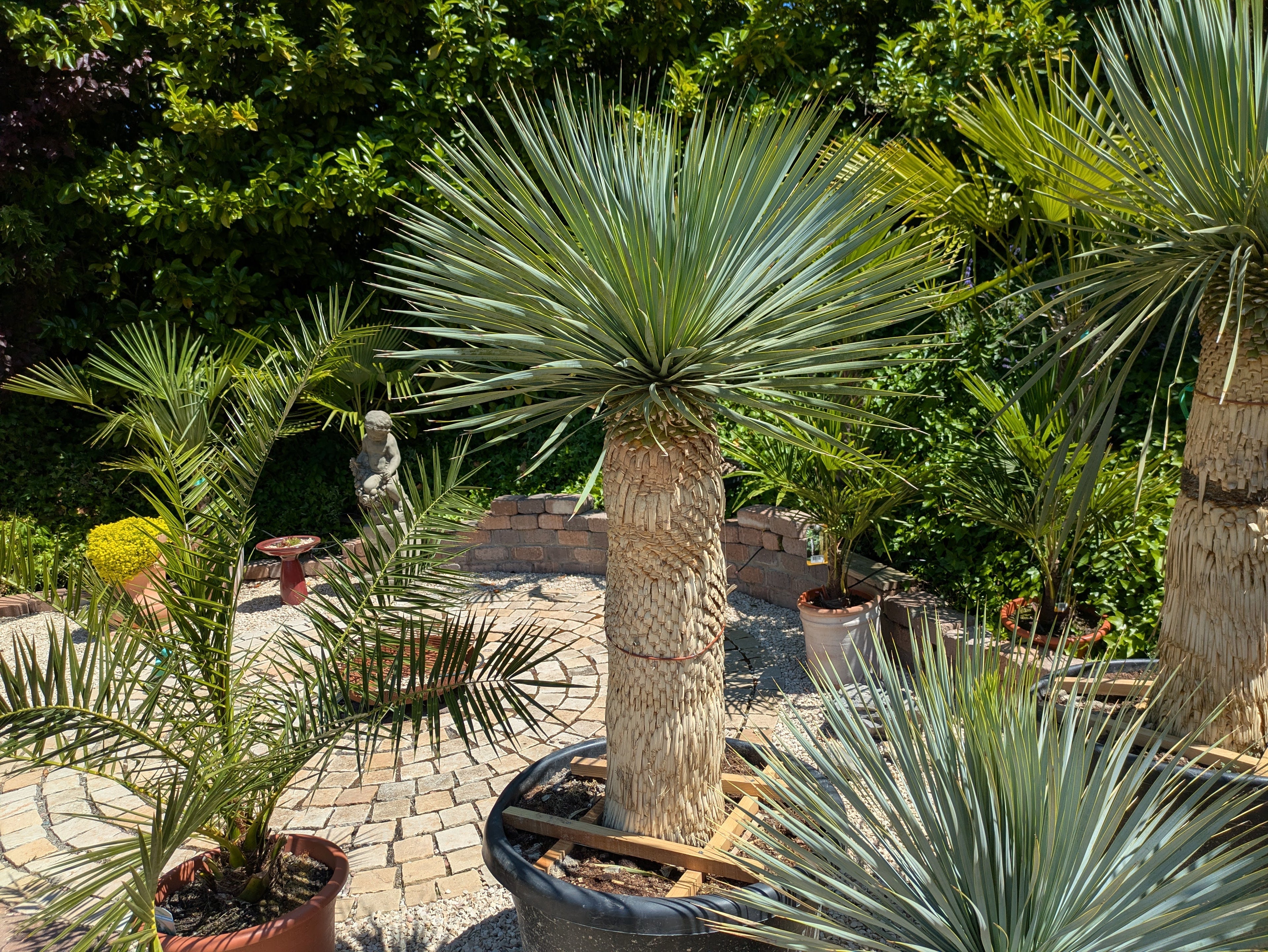 Yucca sostrata 35 Jahre alt