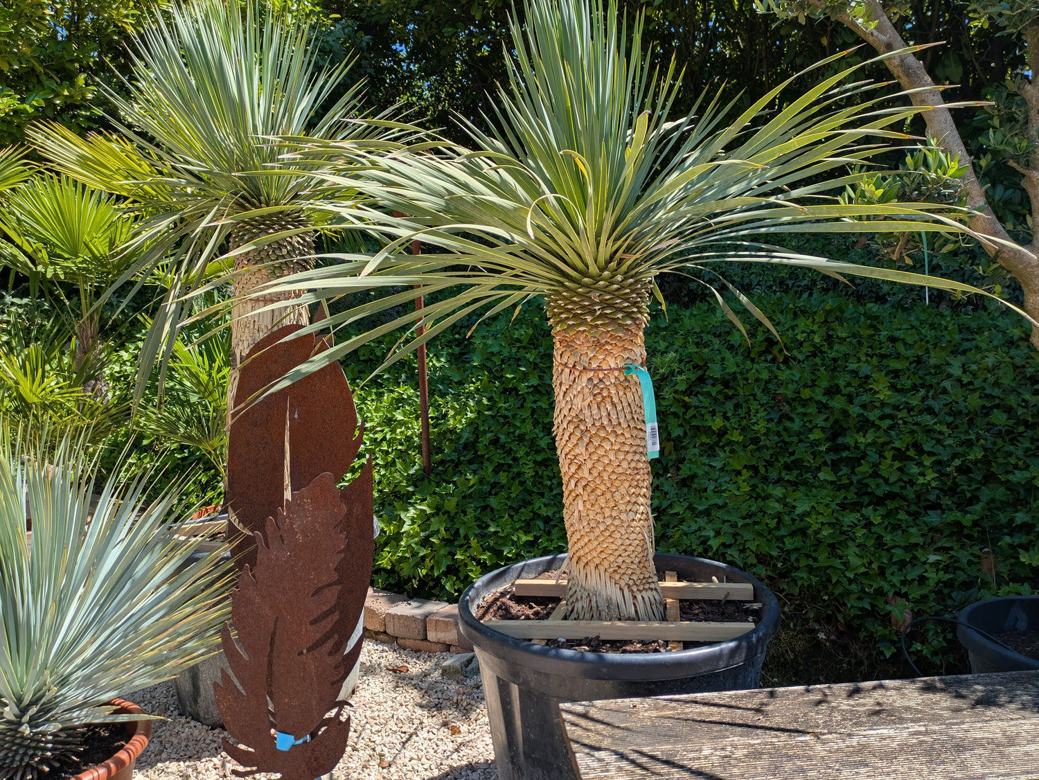 Yucca sostrata 35 Jahre alt in Lingenfed Toskanagarten