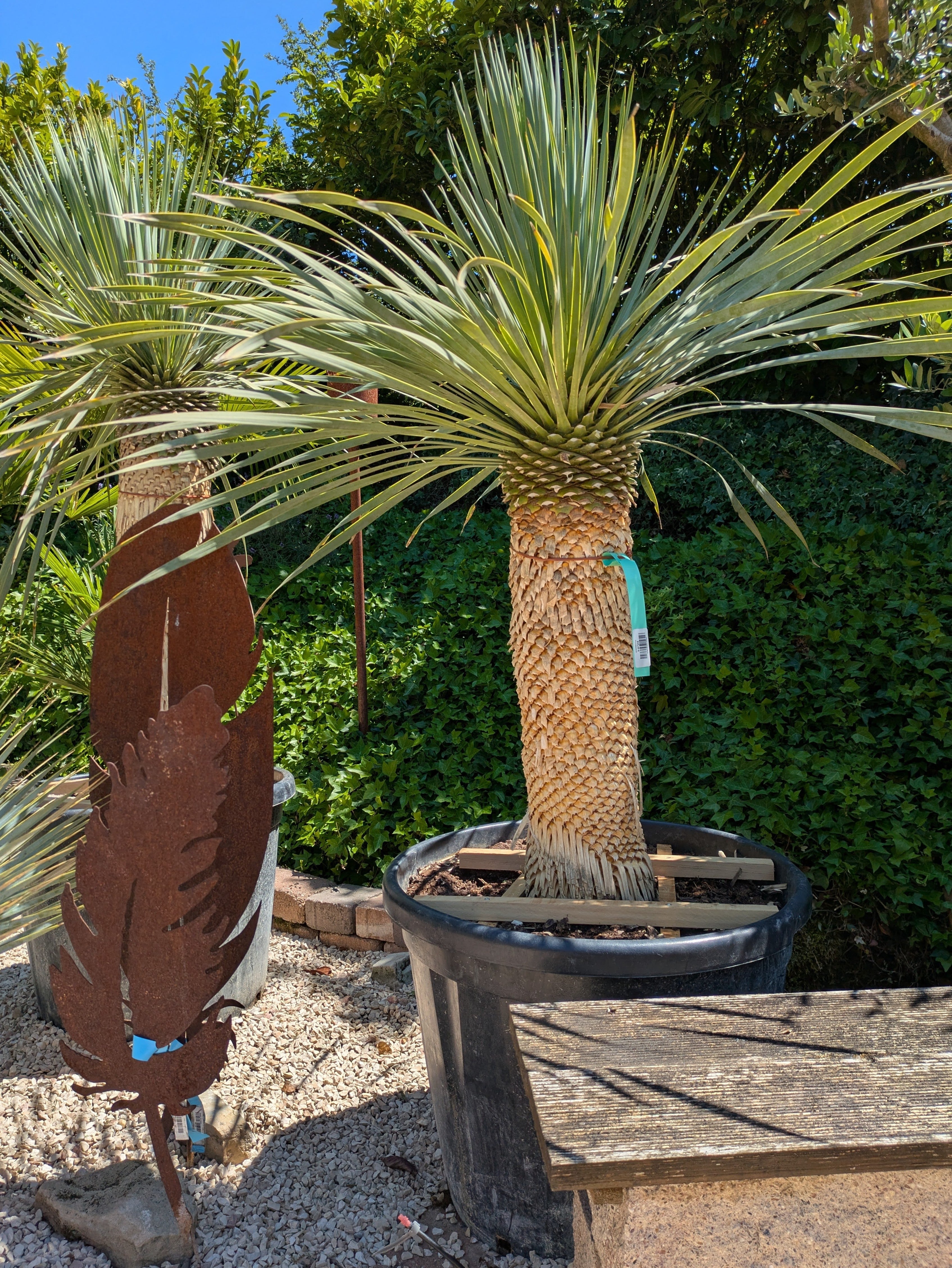 Yucca sostrata 35 Jahre alt im Toskanagarten
