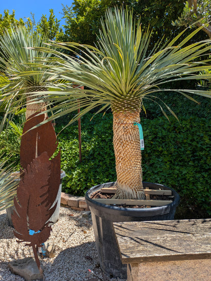 Yucca sostrata 35 Jahre alt im Toskanagarten