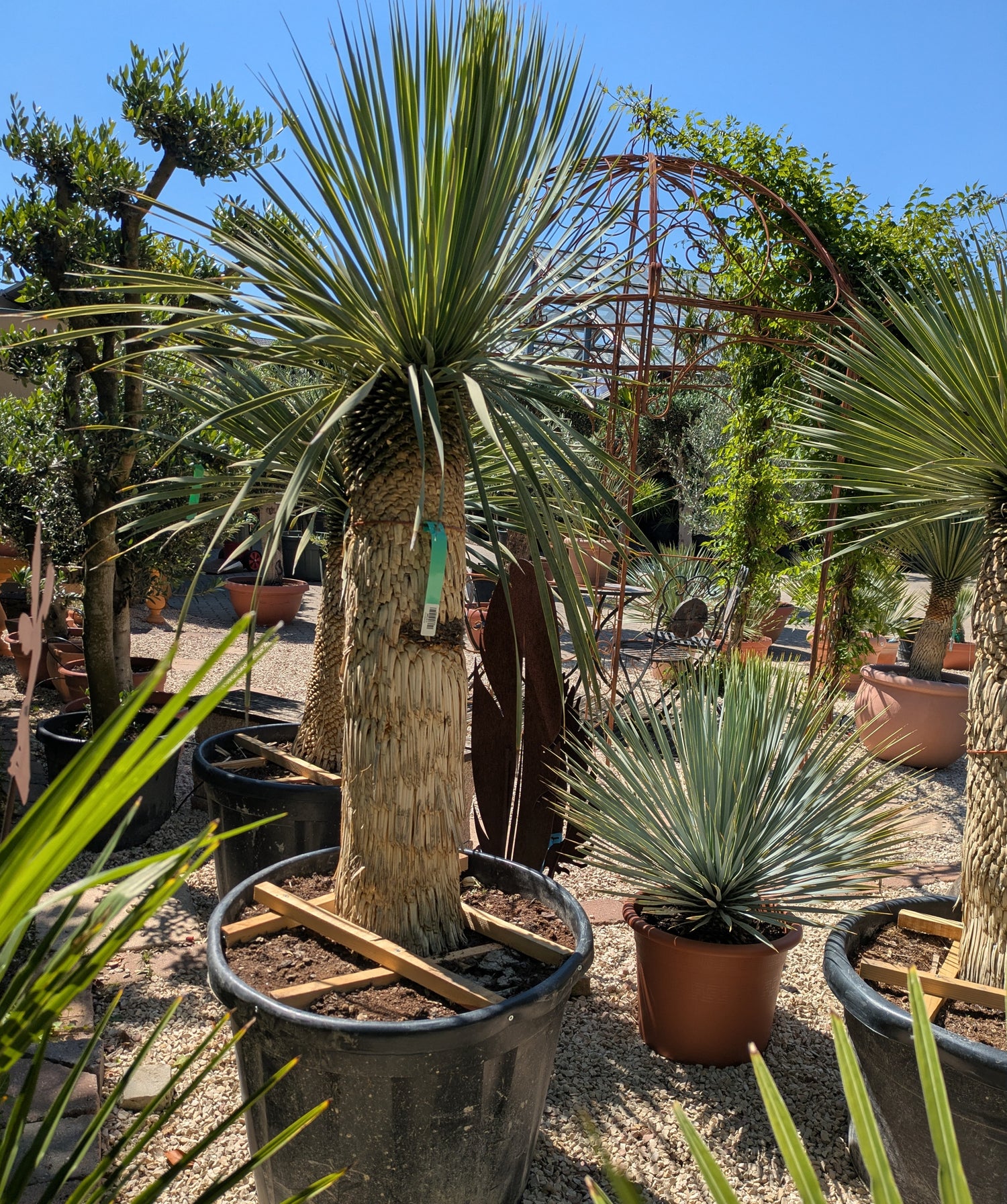 Rostrata 40 Jahre alt im Schaugarten Lingenfeld