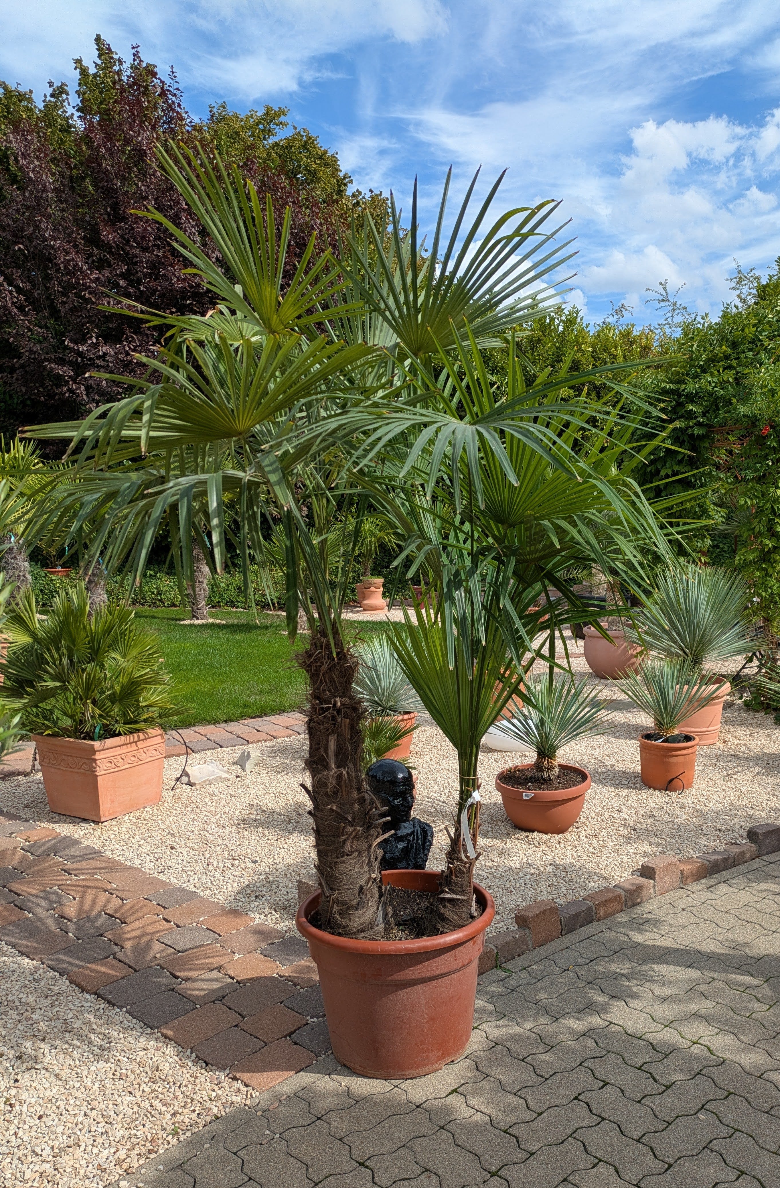 2 stämmige Hanfpalme 250cm