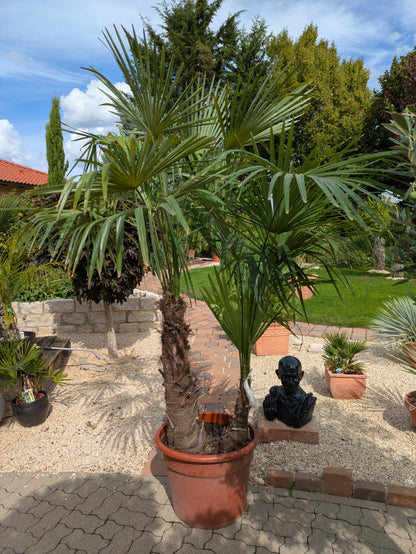 2 stämmige Hanfpalme 250cm im Toskanagarten