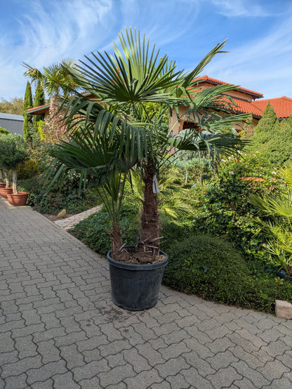 Hanfpame 2 stämmig 210cm Höhe im Schaugarten