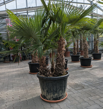 Hanfpalme 3 Stamm xxl Pflanze